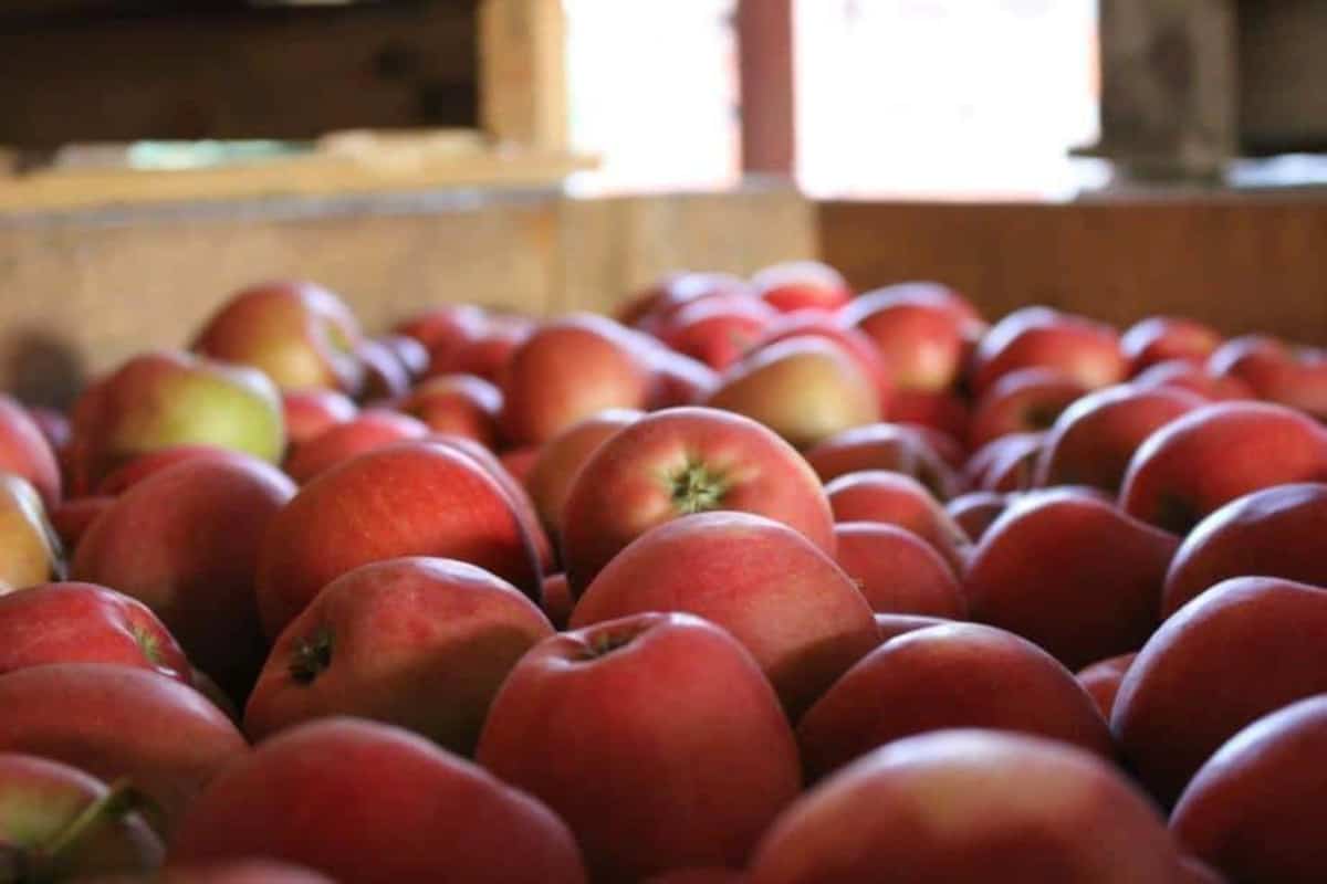 Unijne sankcje w polskie sadownictwo 