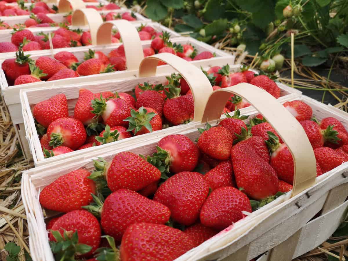 Truskawki gotują się na plantacjach