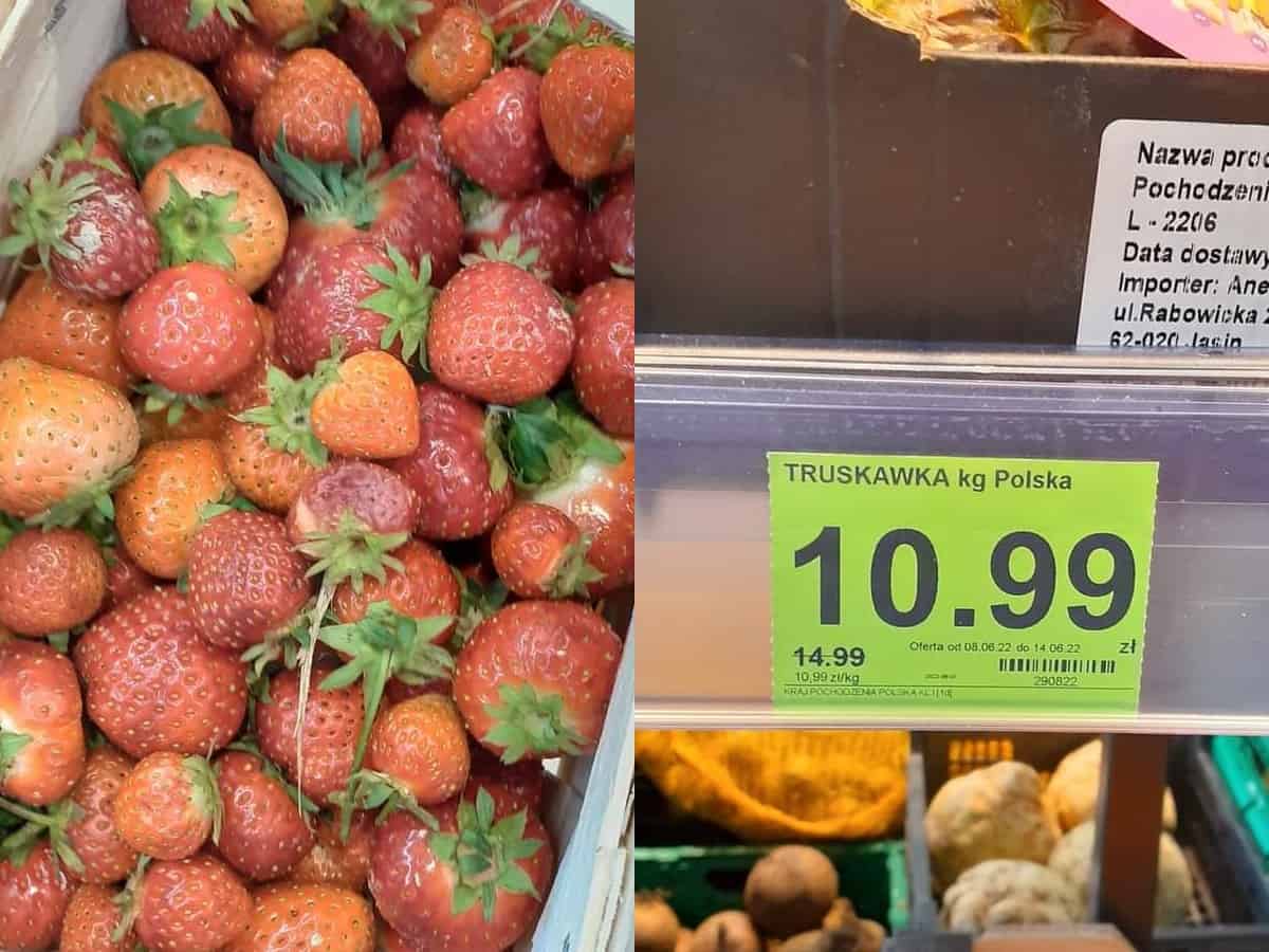 Truskawki przemysłowe w cenie 11 zł za kilogram 