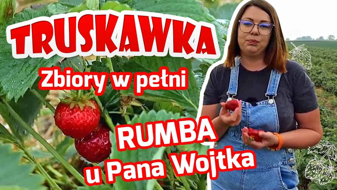 Truskawka Rumba u Pana Wojtka w Liszkowie – zbiory w pełni