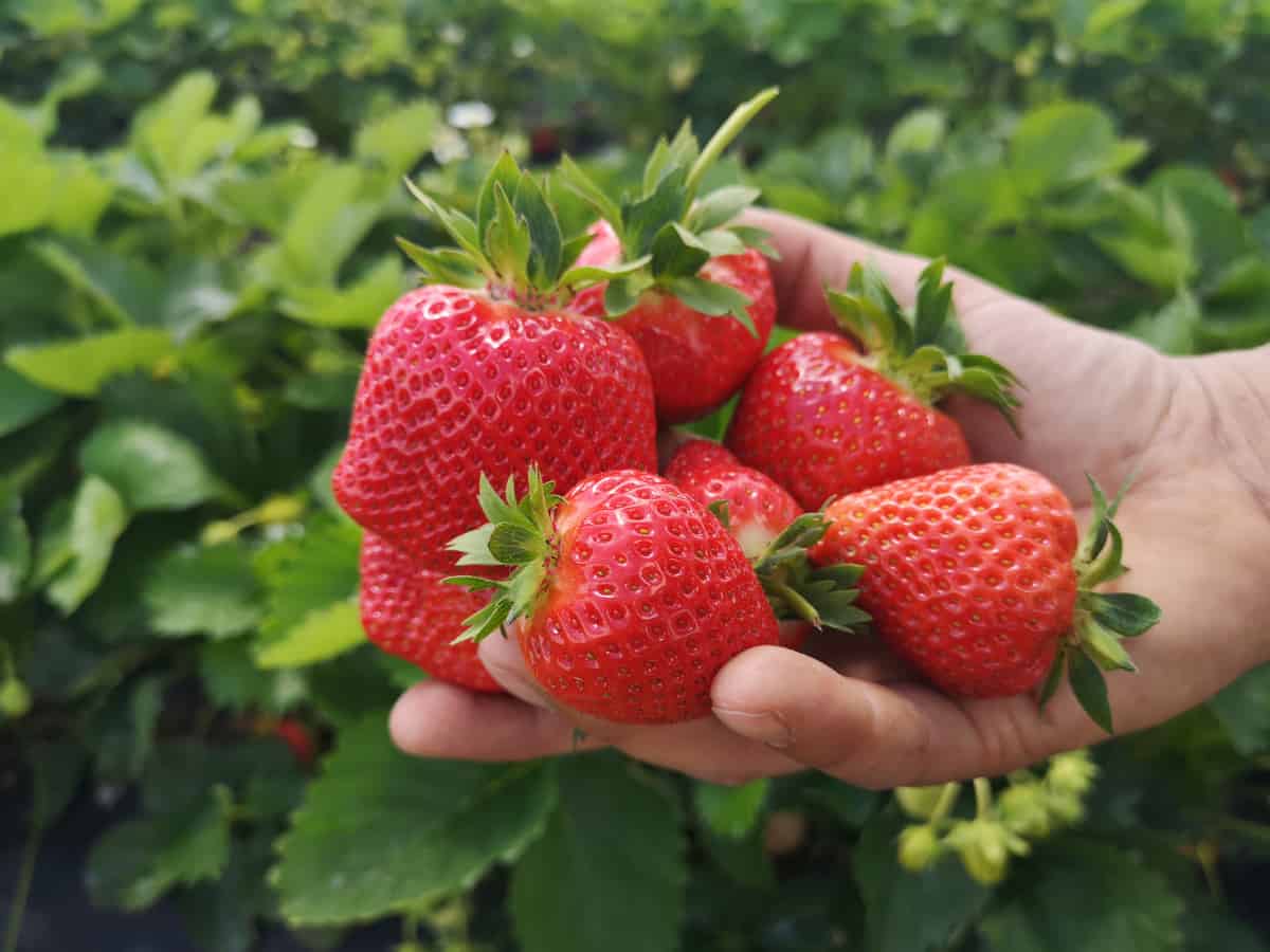 Coraz więcej plantatorów rezygnuje z uprawy truskawek