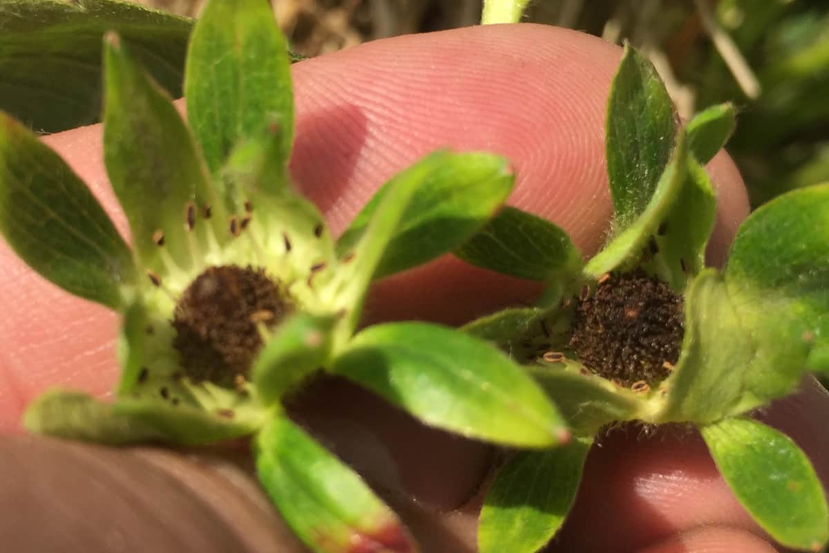 Przymrozki wracają. IMGW wydał ostrzeżenia 