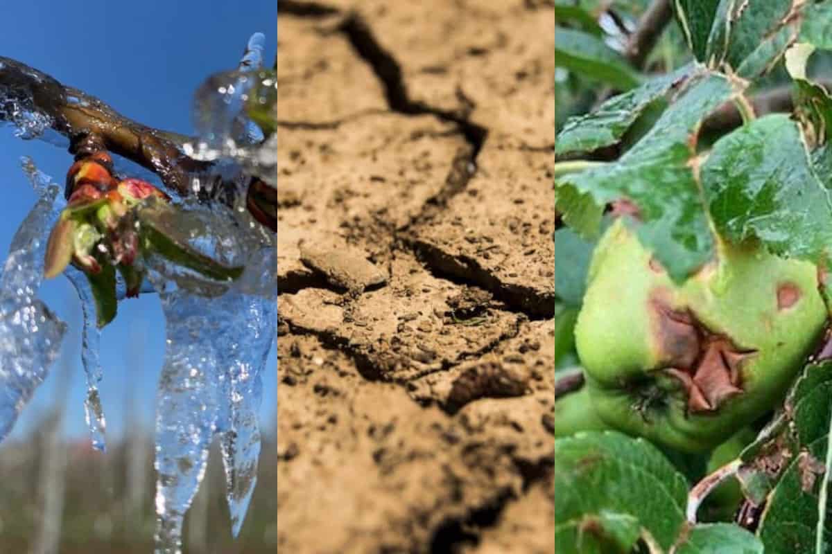 Koniec z rekompensatami? Ubezpieczenia upraw rolnych mają być powszechne