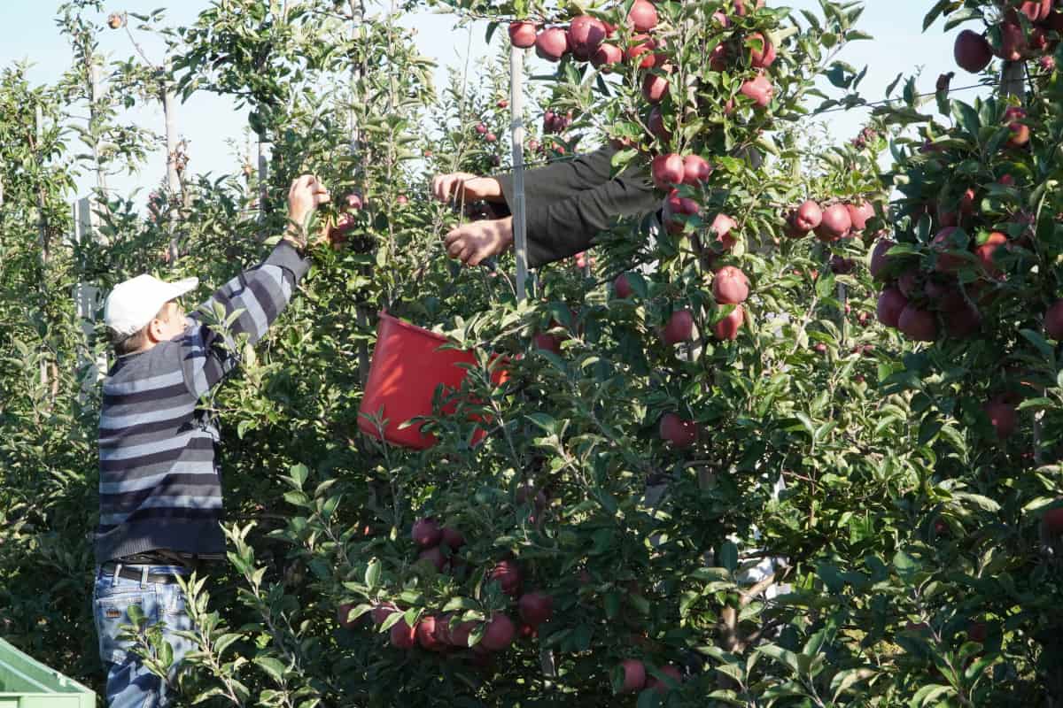 Ukraińcy wolą pracować w Niemczech niż w Polsce