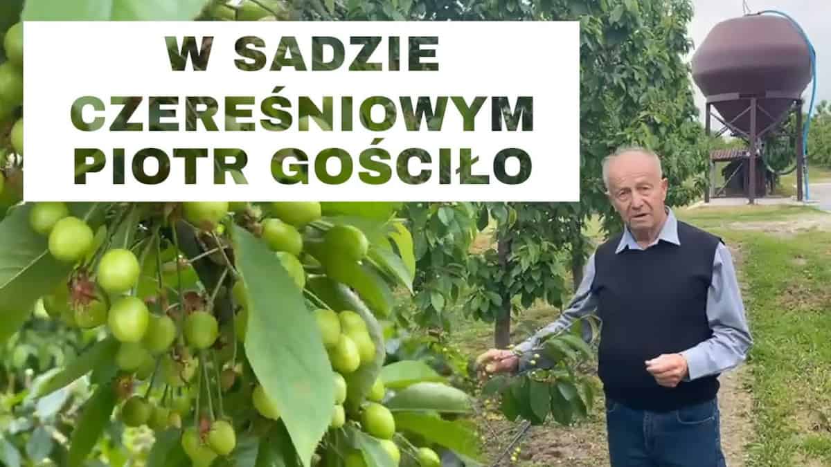 W sadzie czereśniowym – Komunikat sadowniczy Piotr Gościło odc. 19