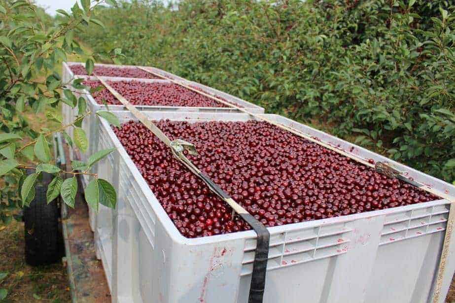 Niemcy nie pozwolą się nam dorobić