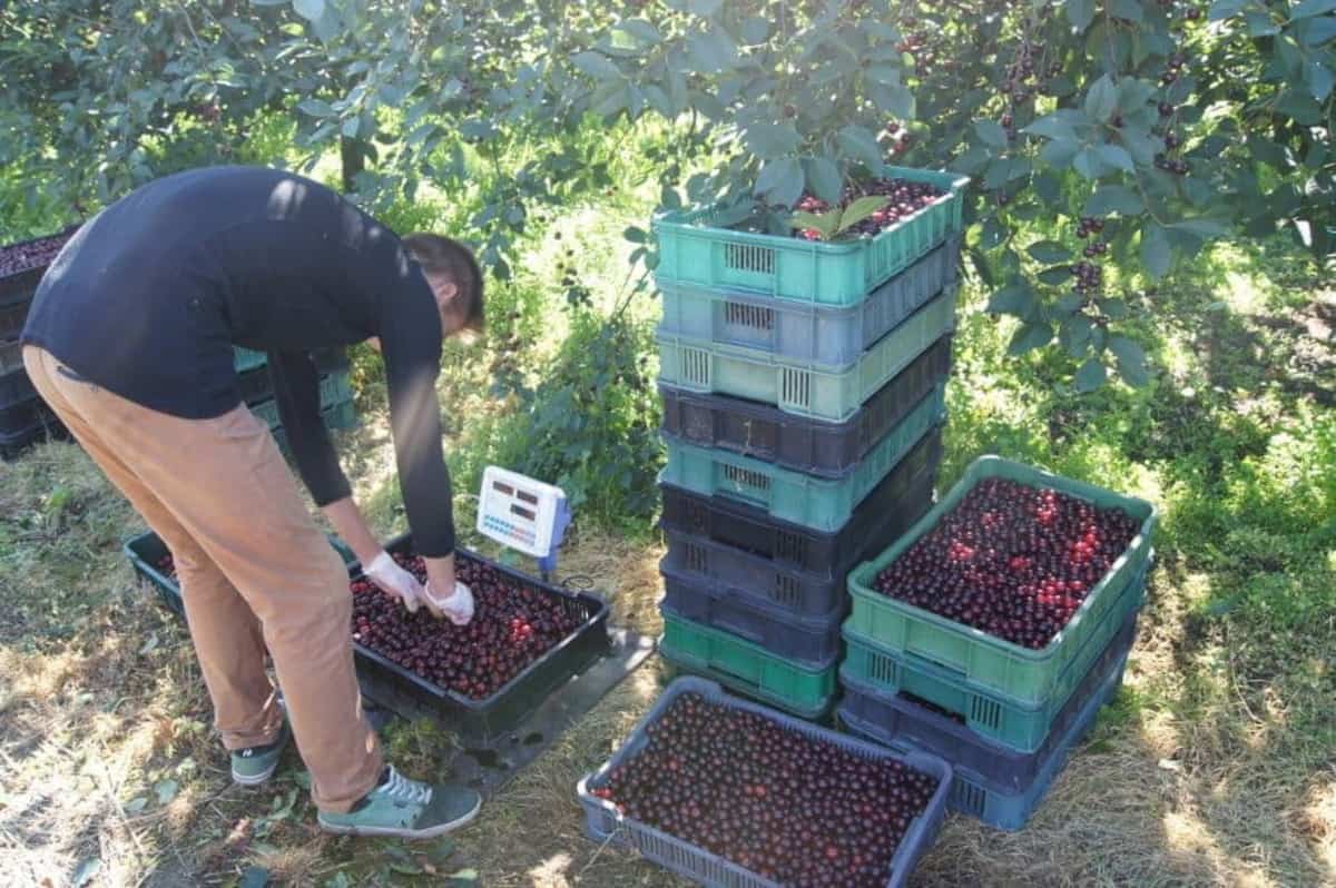Zbiory owoców: Przegląd stawek wynagrodzeń dla pracowników 