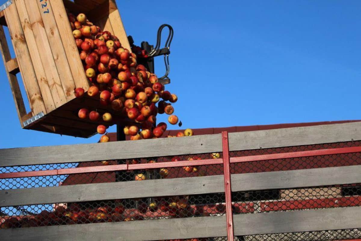 Sadownicy należący do grup nie mogą wycofać jabłek indywidualnie