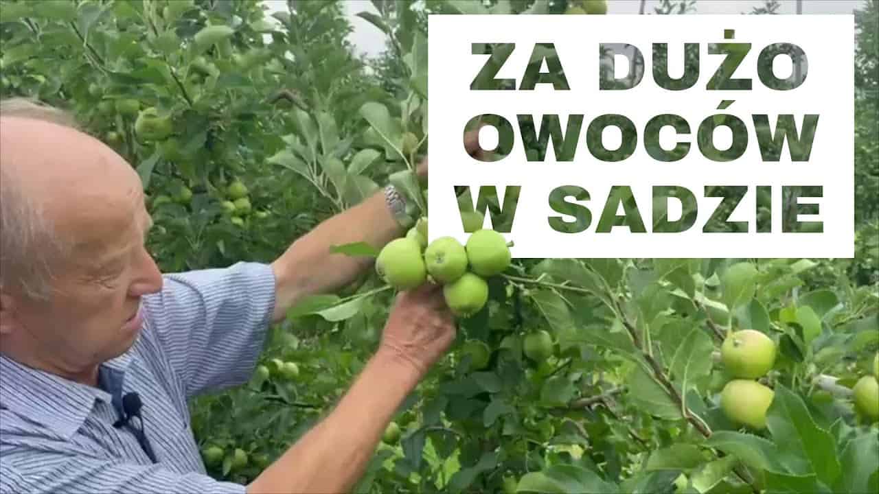 Za dużo owoców w sadzie – Komunikat Sadowniczy Piotr Gościło