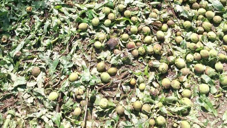 Zbiory jabłek w Chinach niższe o 30%