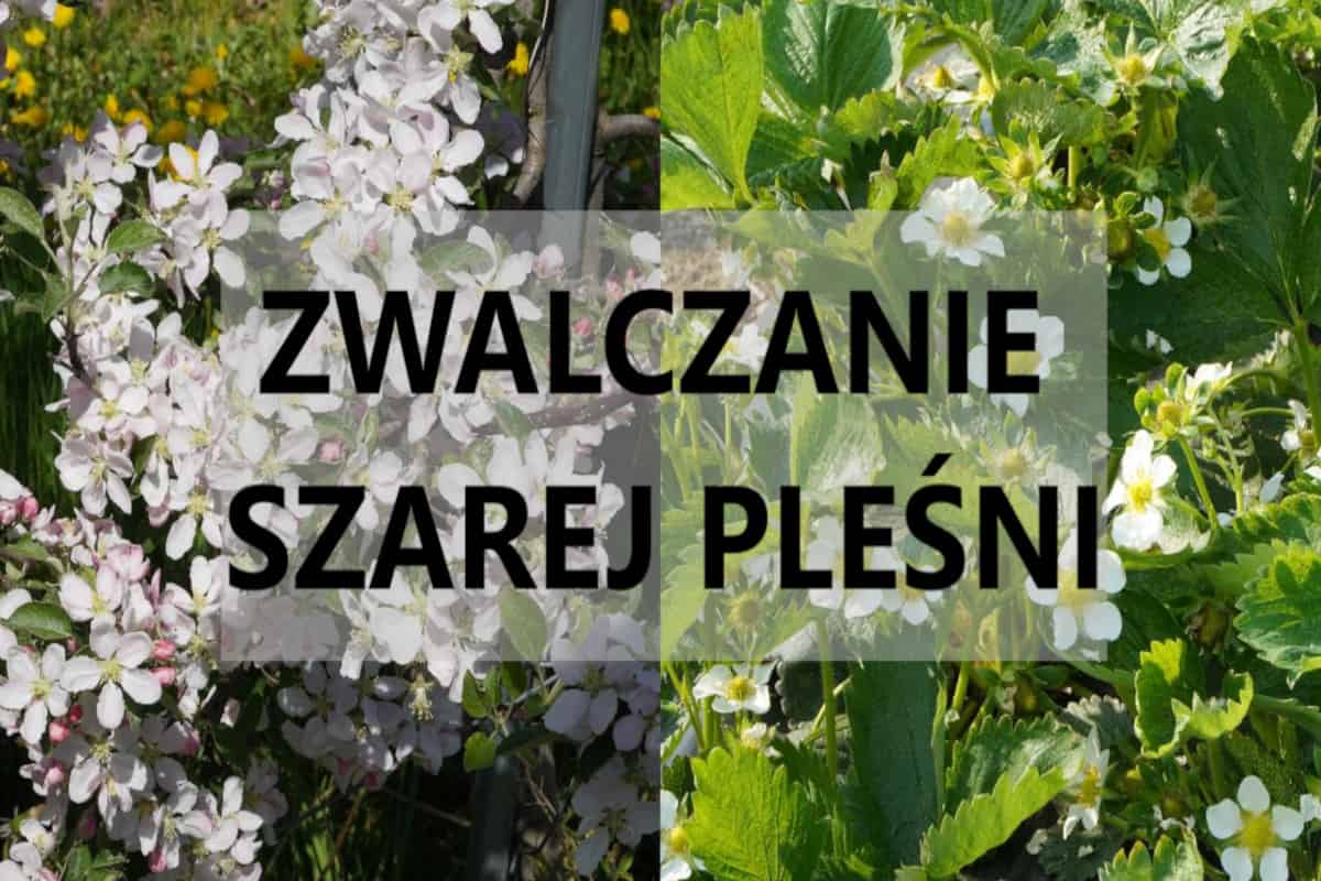 Zwalczanie szarej pleśni