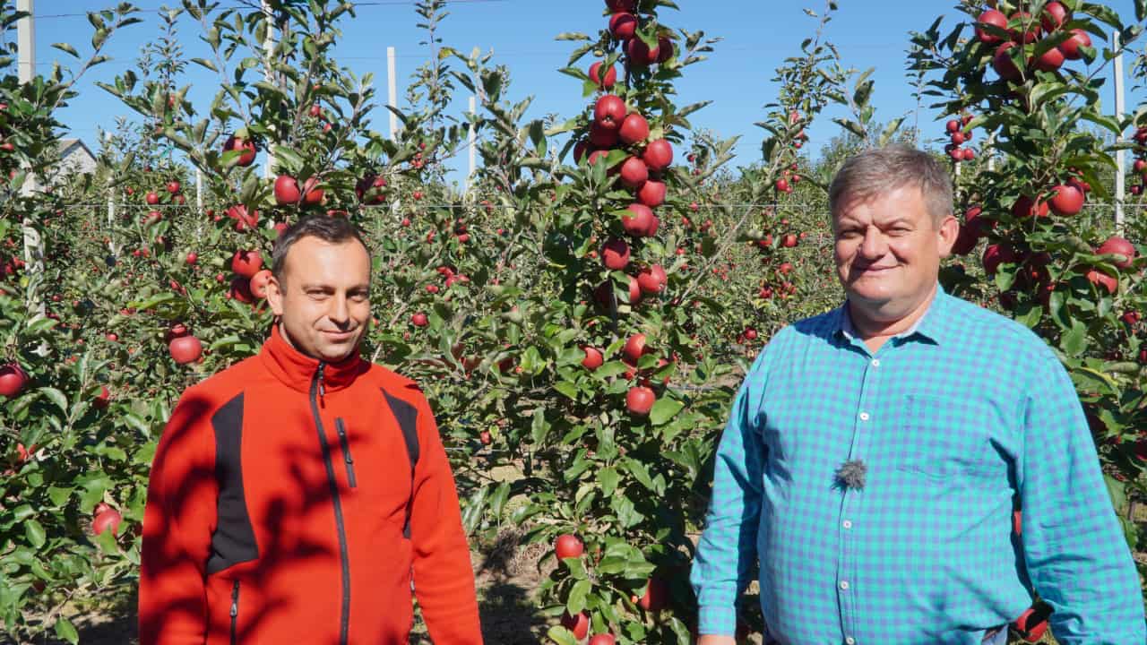 Gala Dark Ann i Schniga® SchniCo Red(S) w czasie zbiorów, Zbigniew Marek