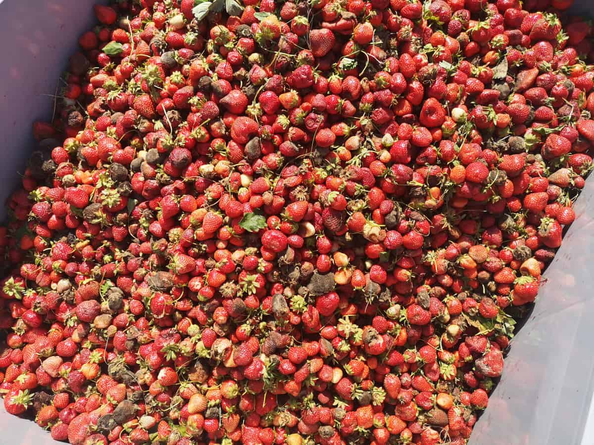 Ceny truskawek na finiszu sezonu [05.07.22]