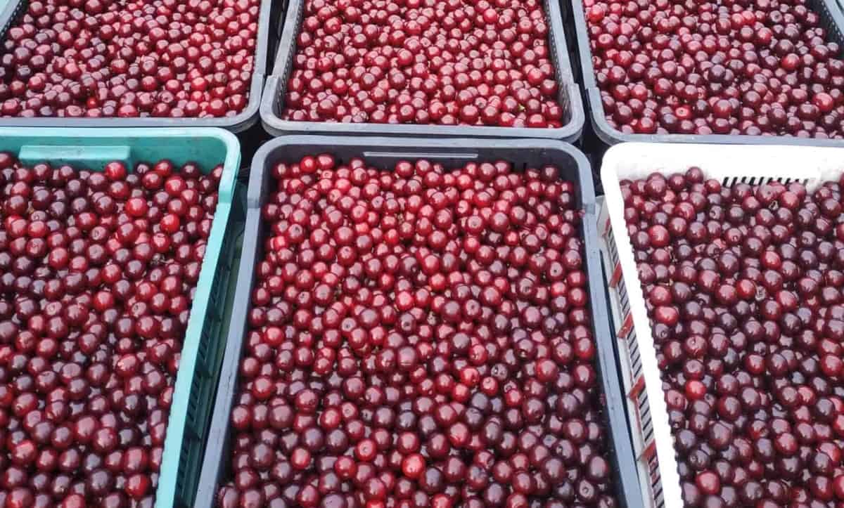 Ceny wiśni w Serbii 