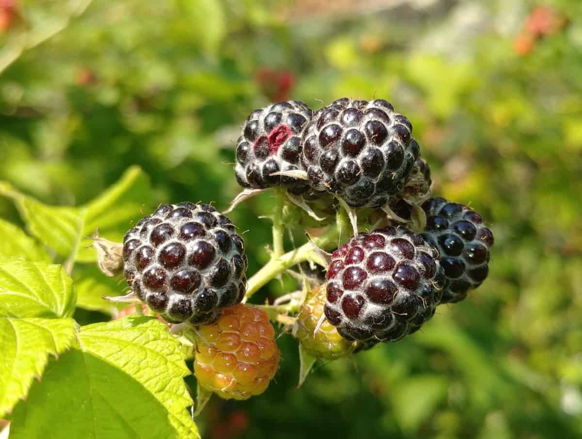 Czarna malina - wyjątkowy owoc o niezwykłych właściwościach 