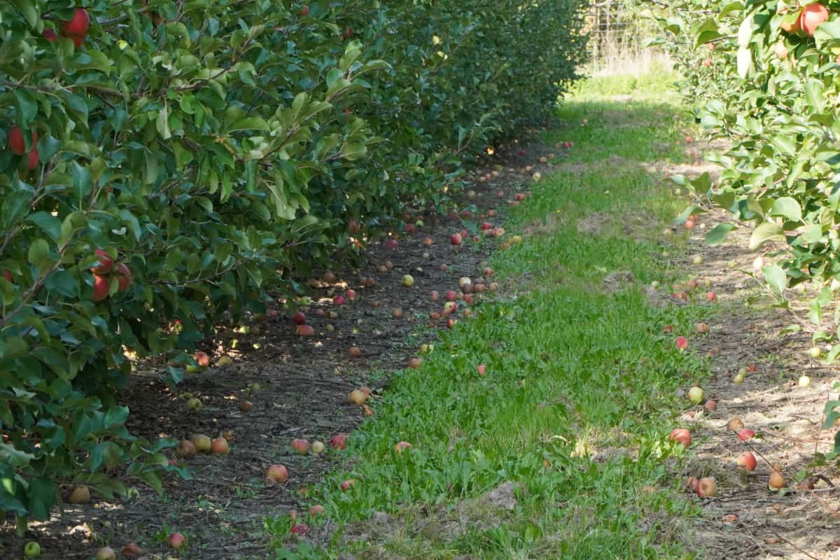 Nie wszystkie jabłka muszą być pozbierane
