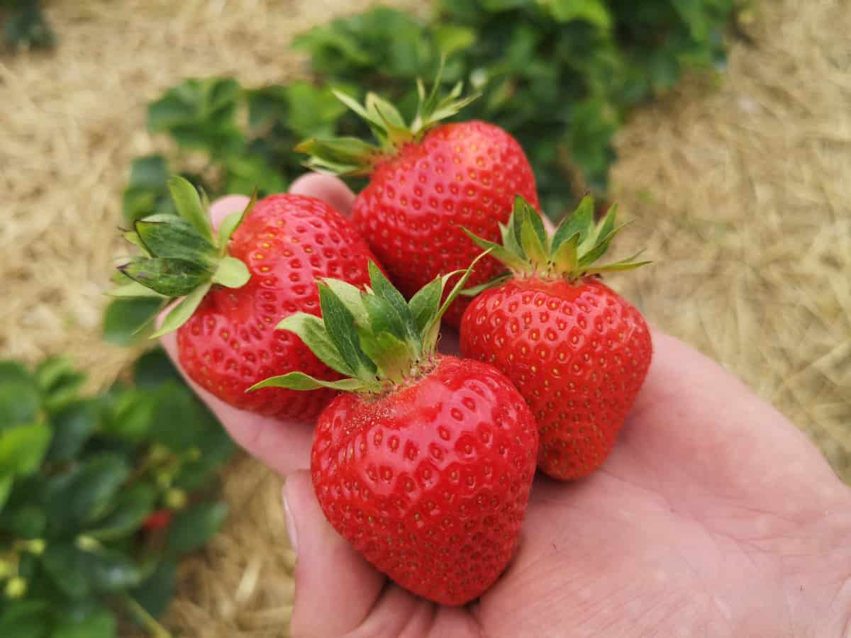 Polskie truskawki – obalamy największe mity