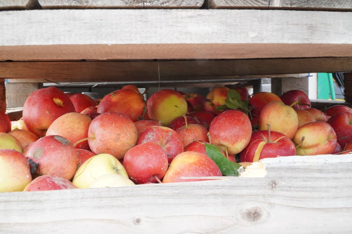 Będą dopłaty do jabłek przemysłowych?