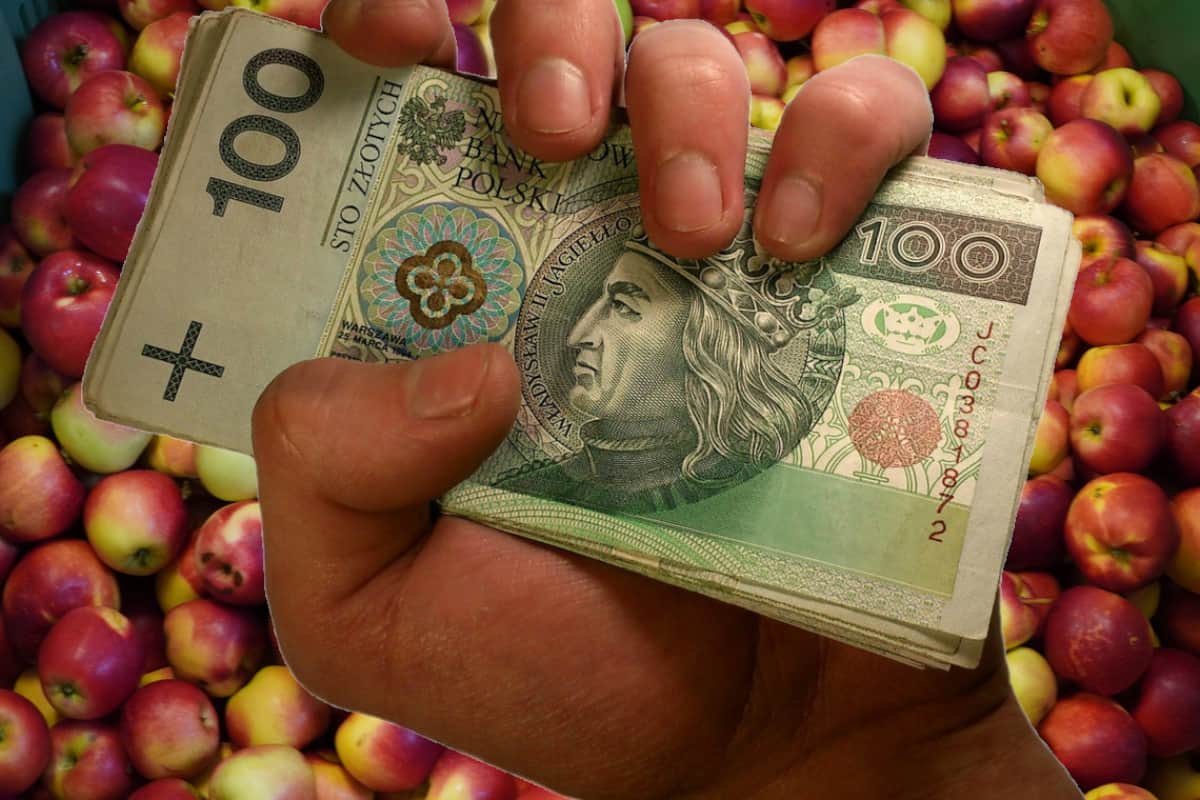 Blisko 60 mln zł trafi do producentów jabłek