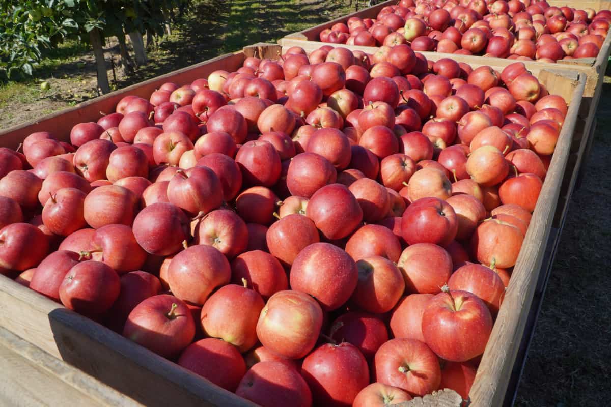 Zbiory jabłek w 2022. WAPA aktualizuje dane