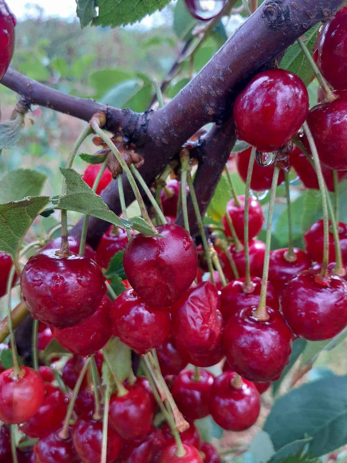 356404045 1395362104646115 5722619291086708570 n