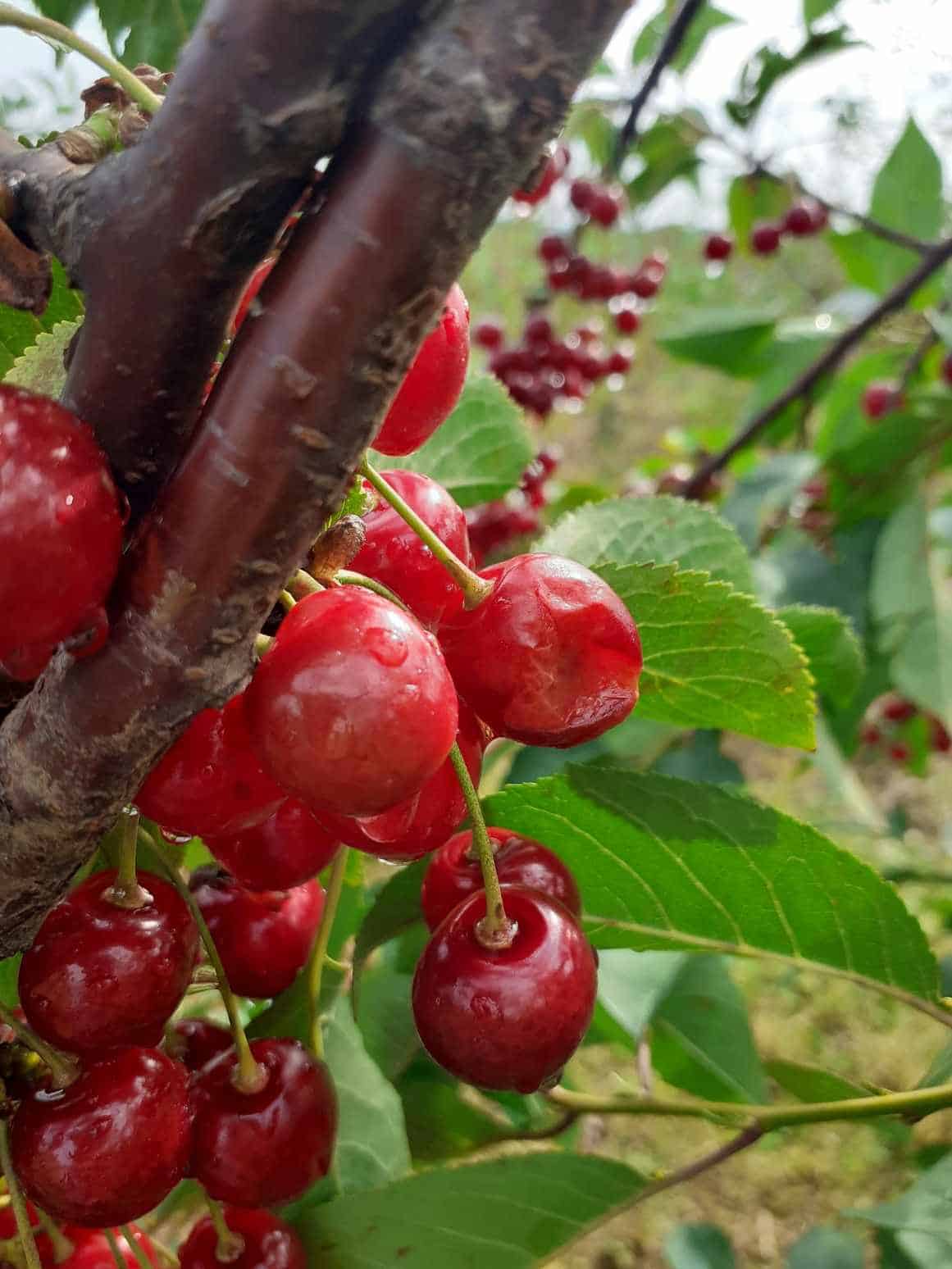 356406850 1470477177054361 6533926116575979242 n