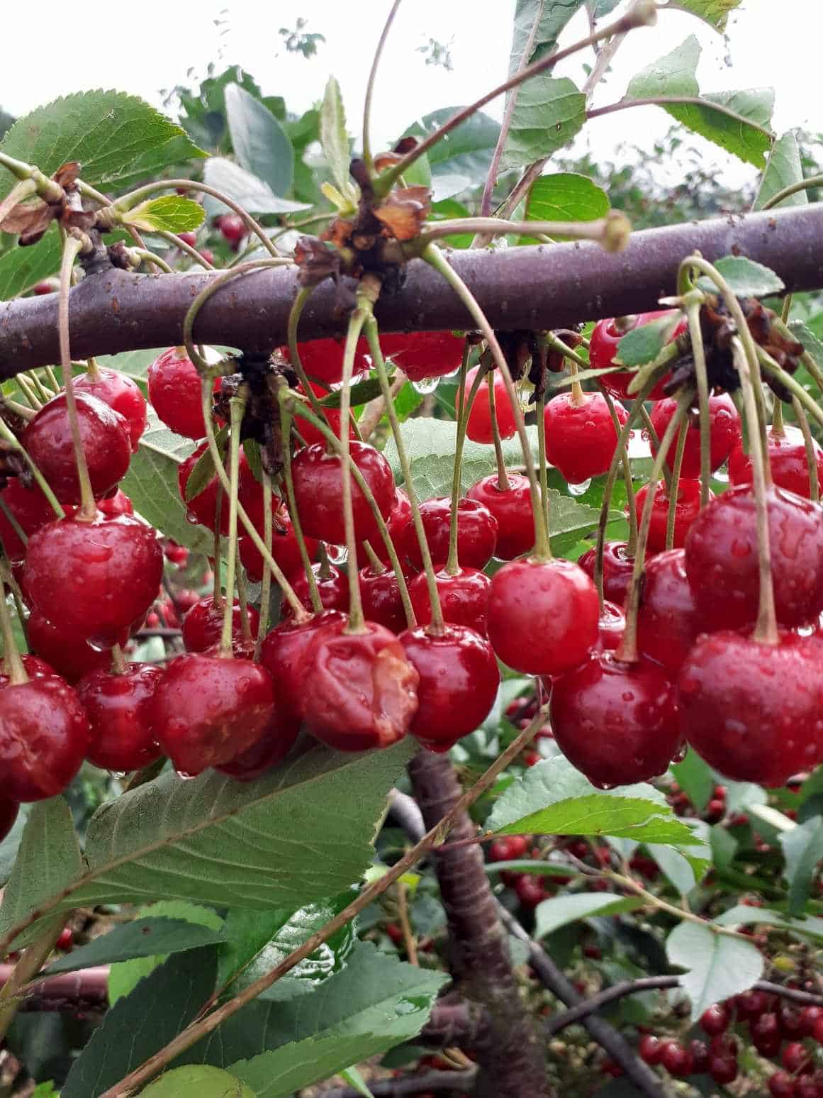 357320423 292193536594014 6713136452373124674 n 1