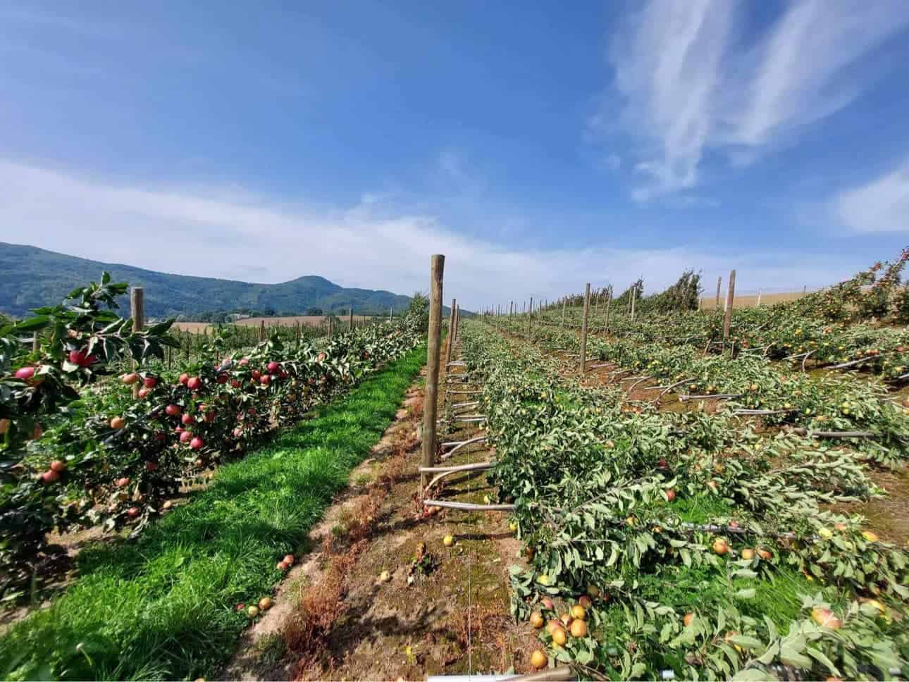 Potężne nawałnice i grad na terenie Limanowszczyzny i Sądecczyzny