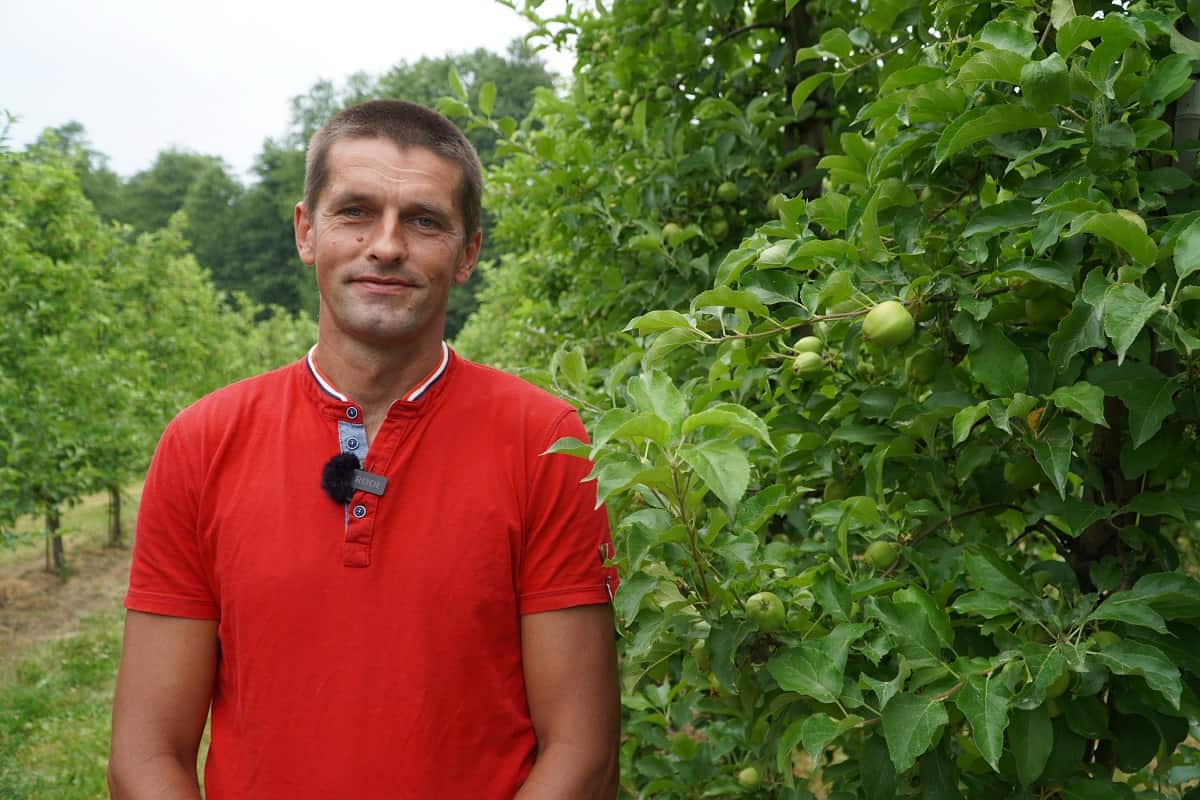 Owocówka jabłkóweczka i zwójki liściowe – bieżąca ochrona w sadzie Dariusza Szlagi