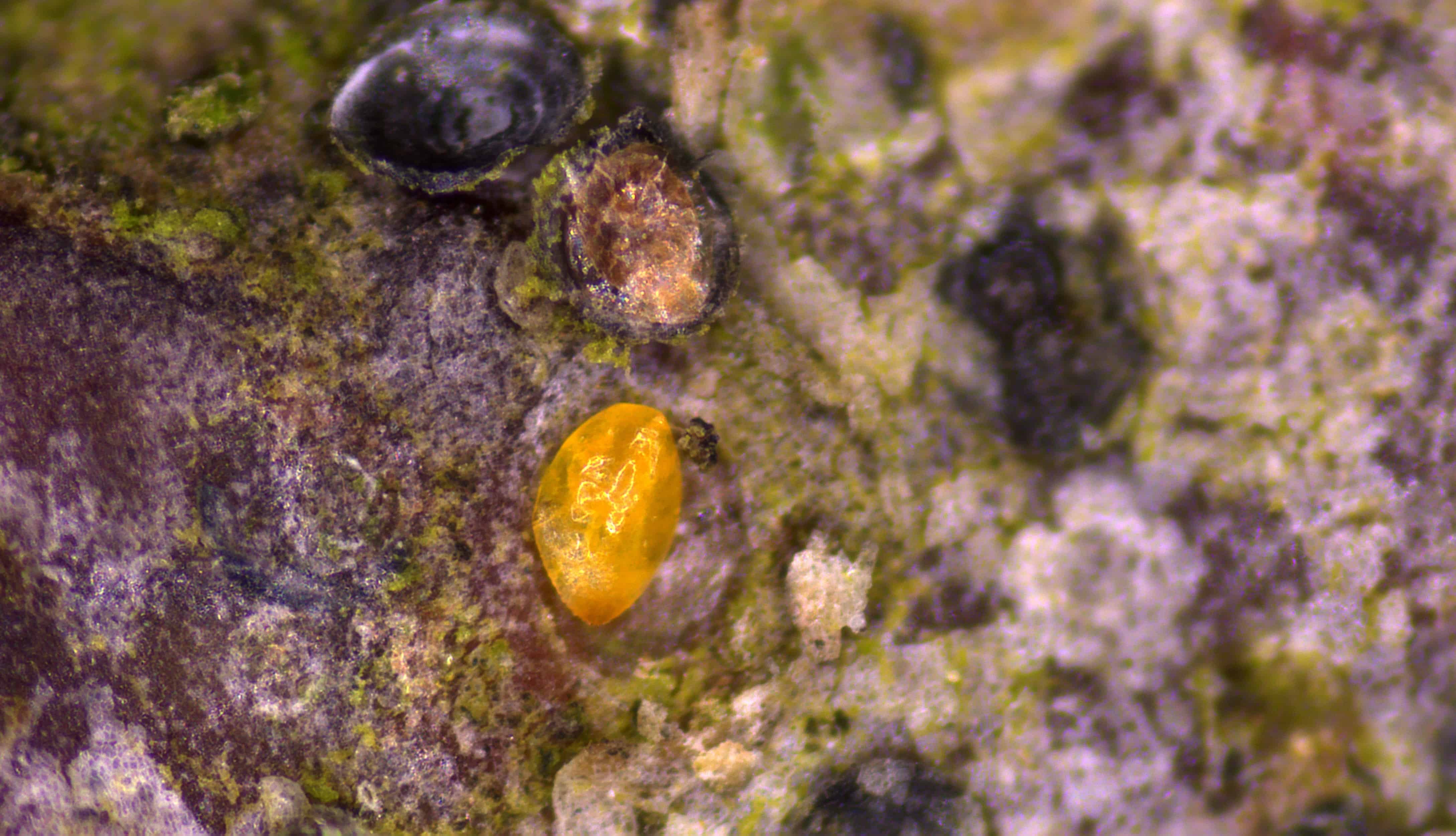 Fot.2.Larwy widoczna pod tarczką