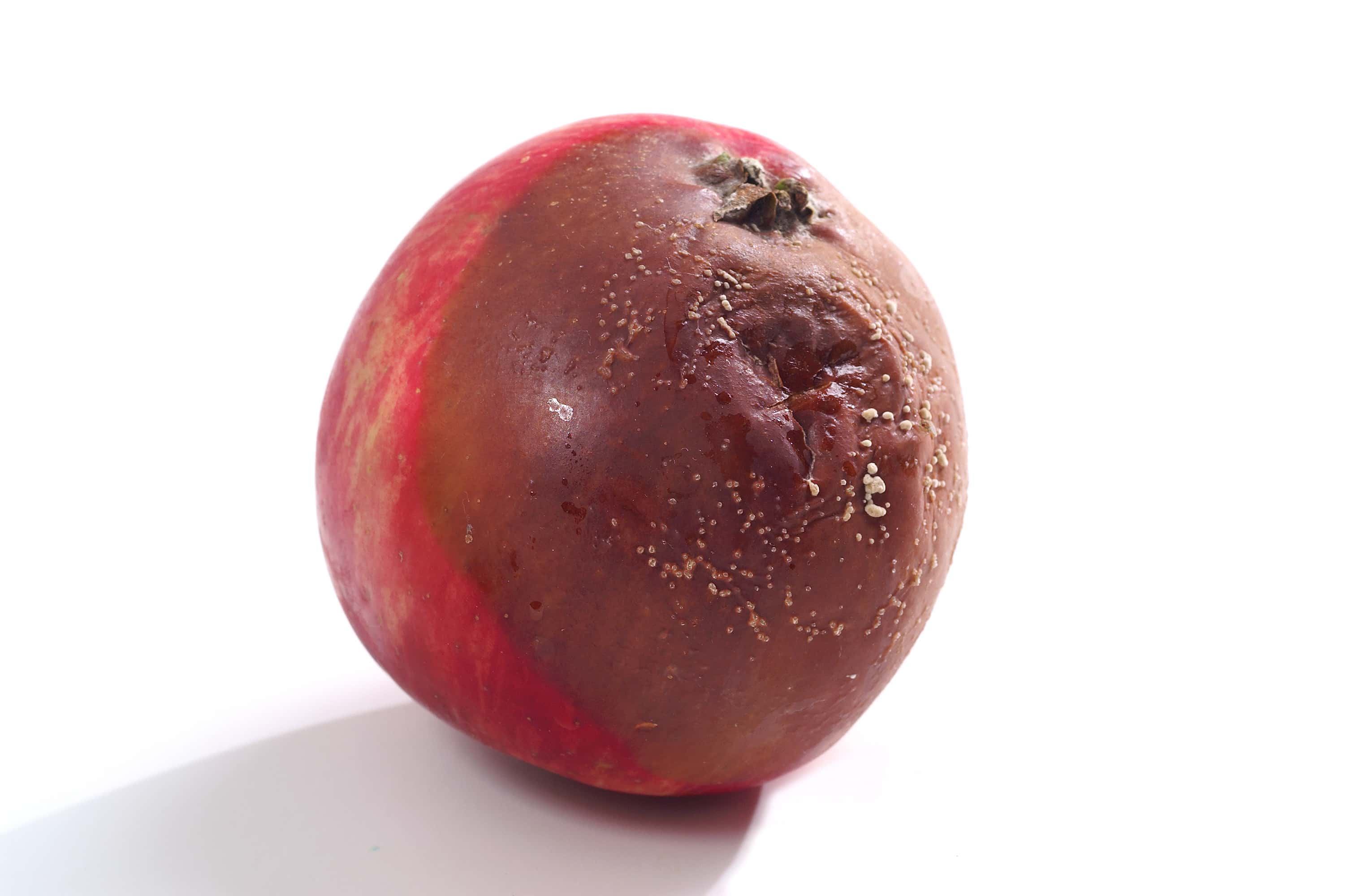 Najgroźniejsza choroba jabłek to gorzka zgniliznajpeg