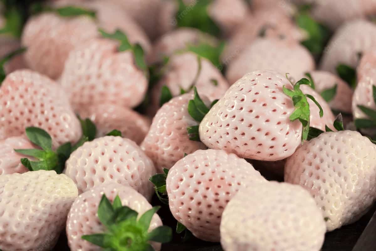 Białe truskawki debiutują na rynku włoskim 