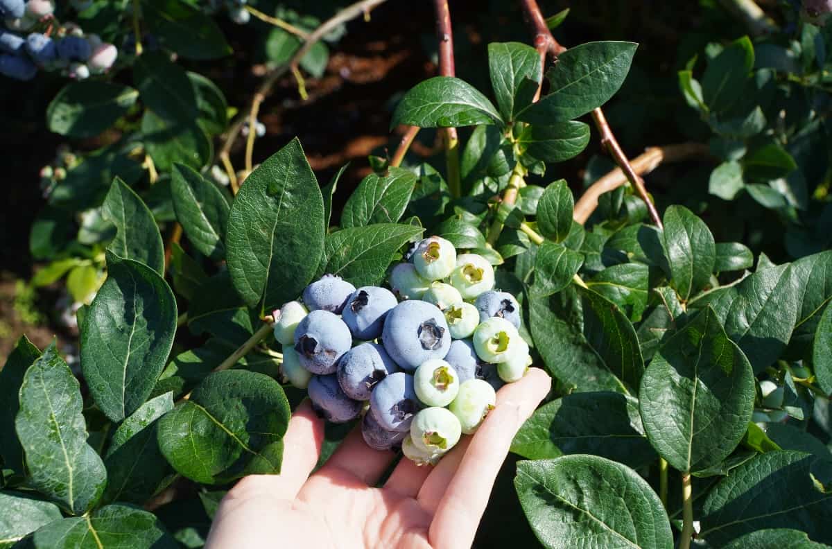 Borówka Chandler – efekt właściwego nawożenia