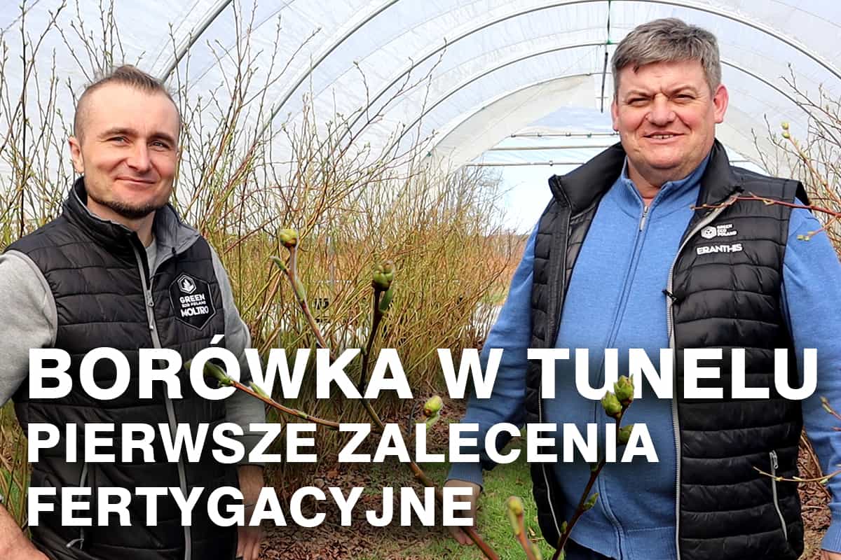 Pierwsze zalecenia fertygacyjne dla Borówki w tunelu - Zbyszek Marek