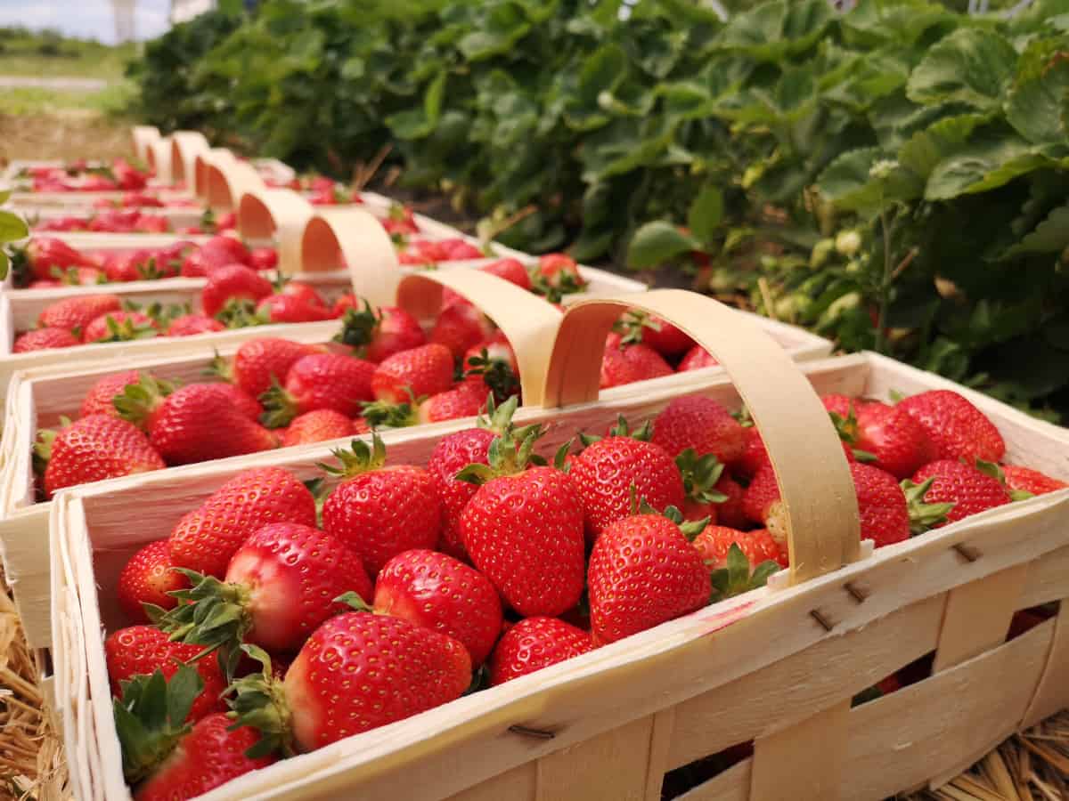 Drogie truskawki, drogie czereśnie i źli sadownicy