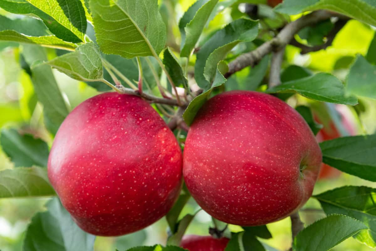 Mniej jabłek i gruszek na półkuli południowej 
