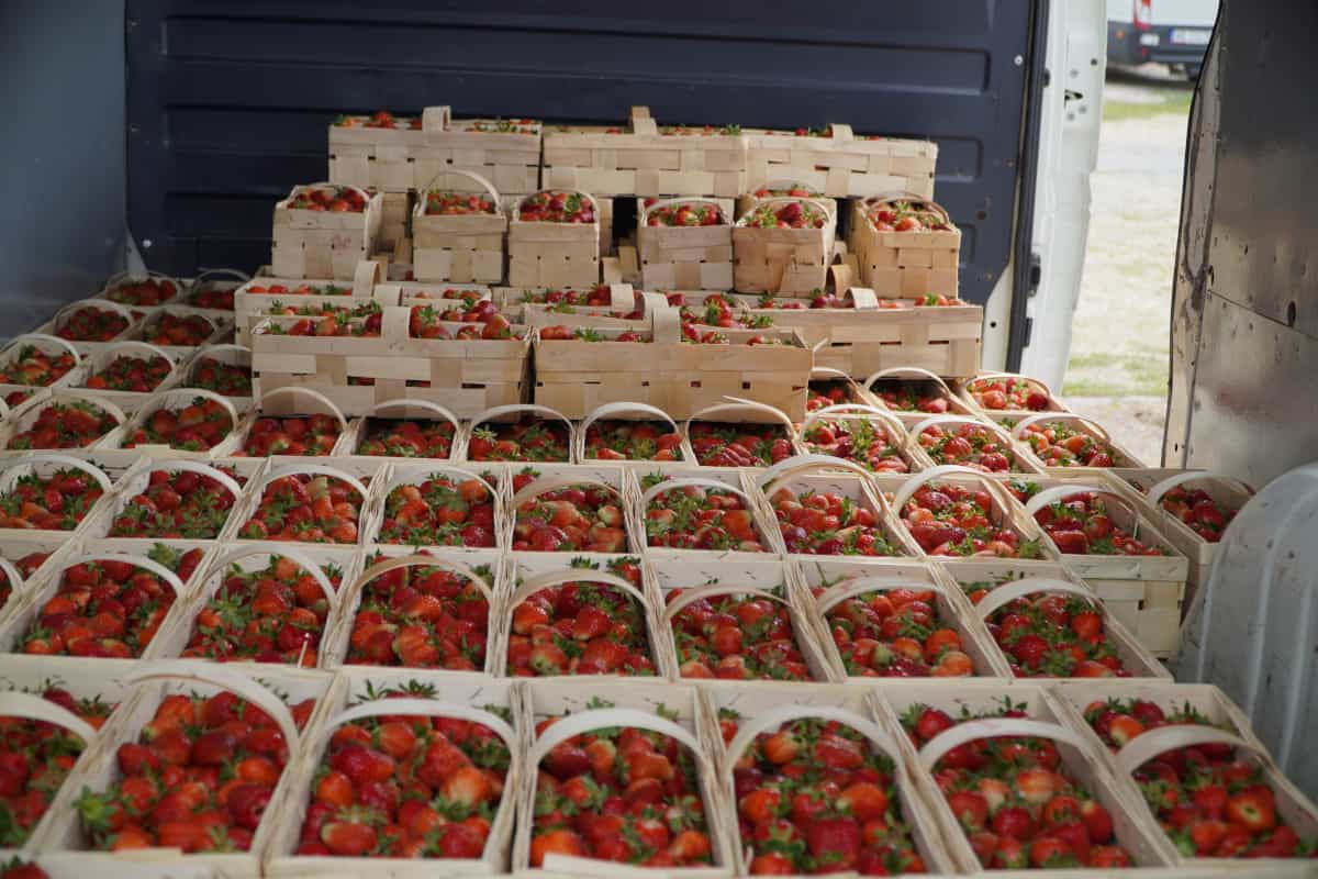 Wzrost cen truskawek - Giełda Goławin [26.06.23]