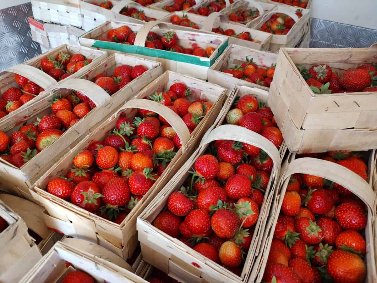 Ceny truskawek na Giełdzie Goławin [13.06.2023]