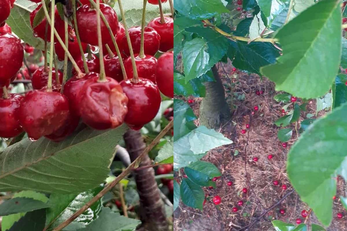 Grad uderzył wieczorem 