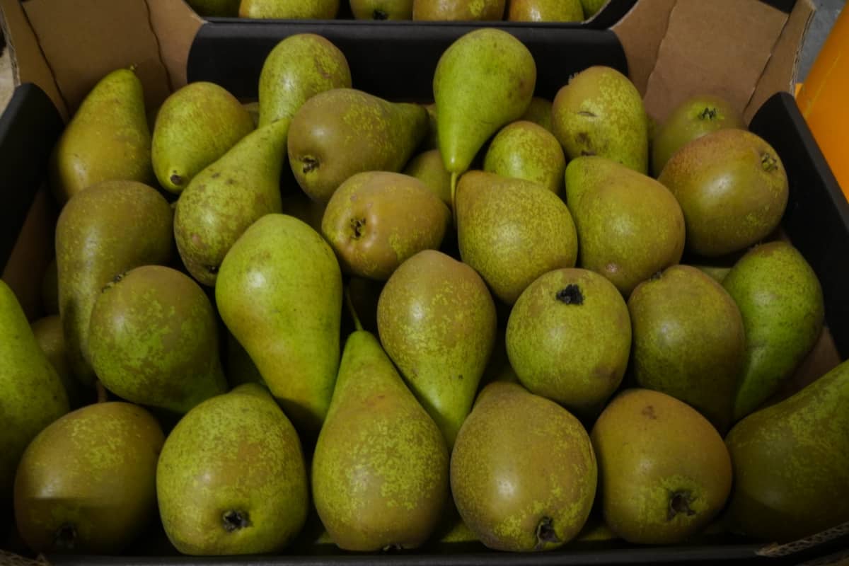 Eksport gruszek w grudniu 2023 r.