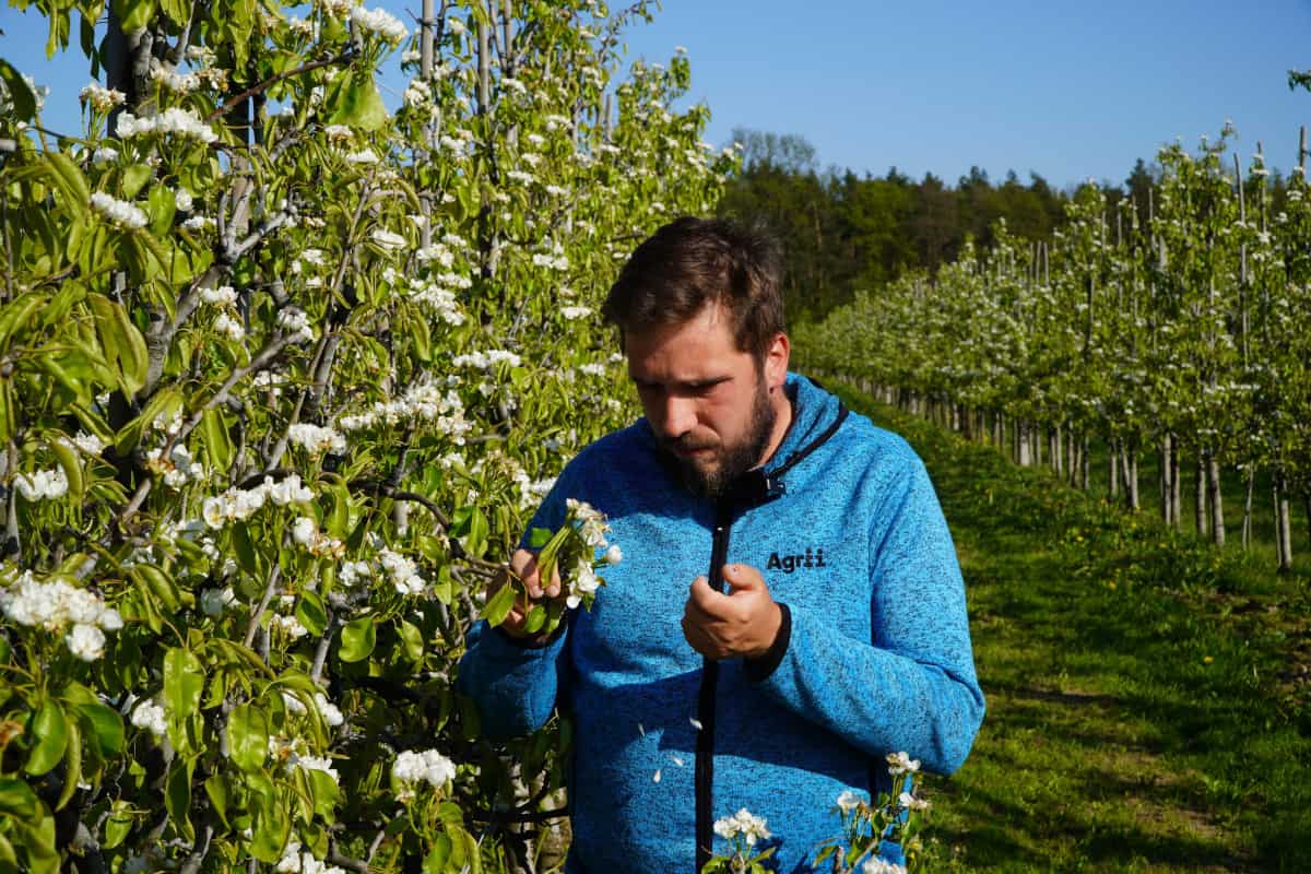 Komunikat dla grusz – Okiem doradcy Agrii, Hubert Konarski, 05.05.23