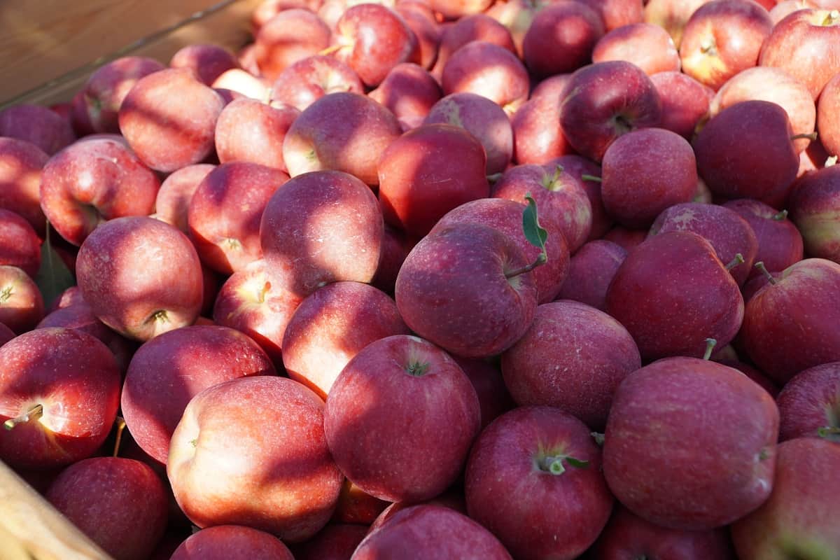 Ile chcemy za jabłka?