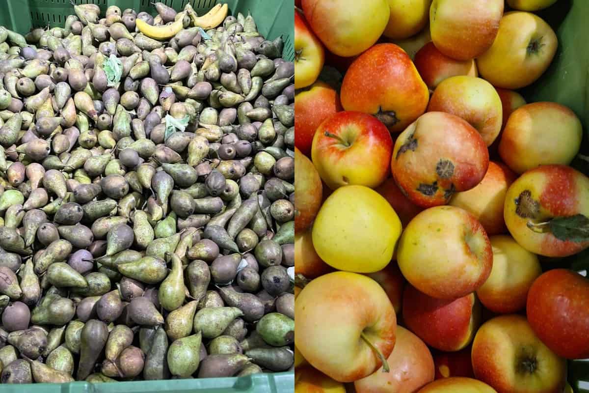 Polska jabłkiem stoi! Szkoda tylko, że konsumenci widzą głównie 