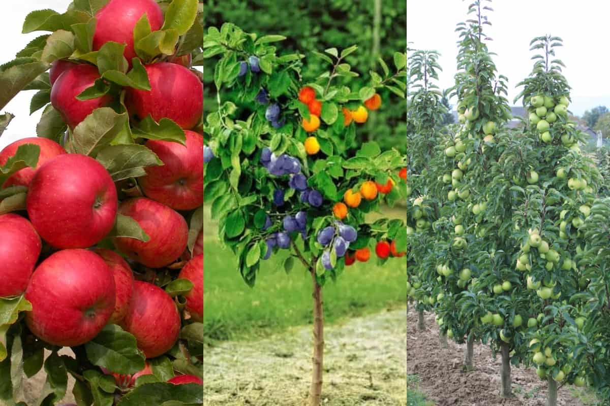 Drzewka owocowe typu duo, trio oraz kolumnowe – minimalizacja powierzchni, maksymalizacja zbiorów