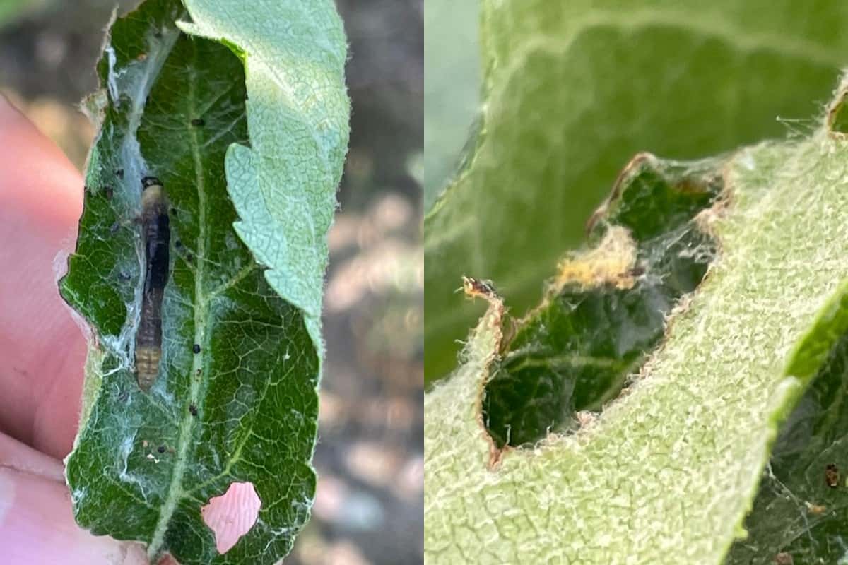 Zalecenia sadownicze UPL z dnia: 20.06.2023 (2)