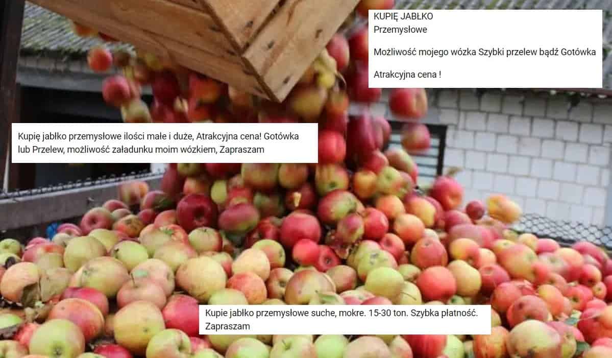 Jabłka przemysłowe poszukiwane