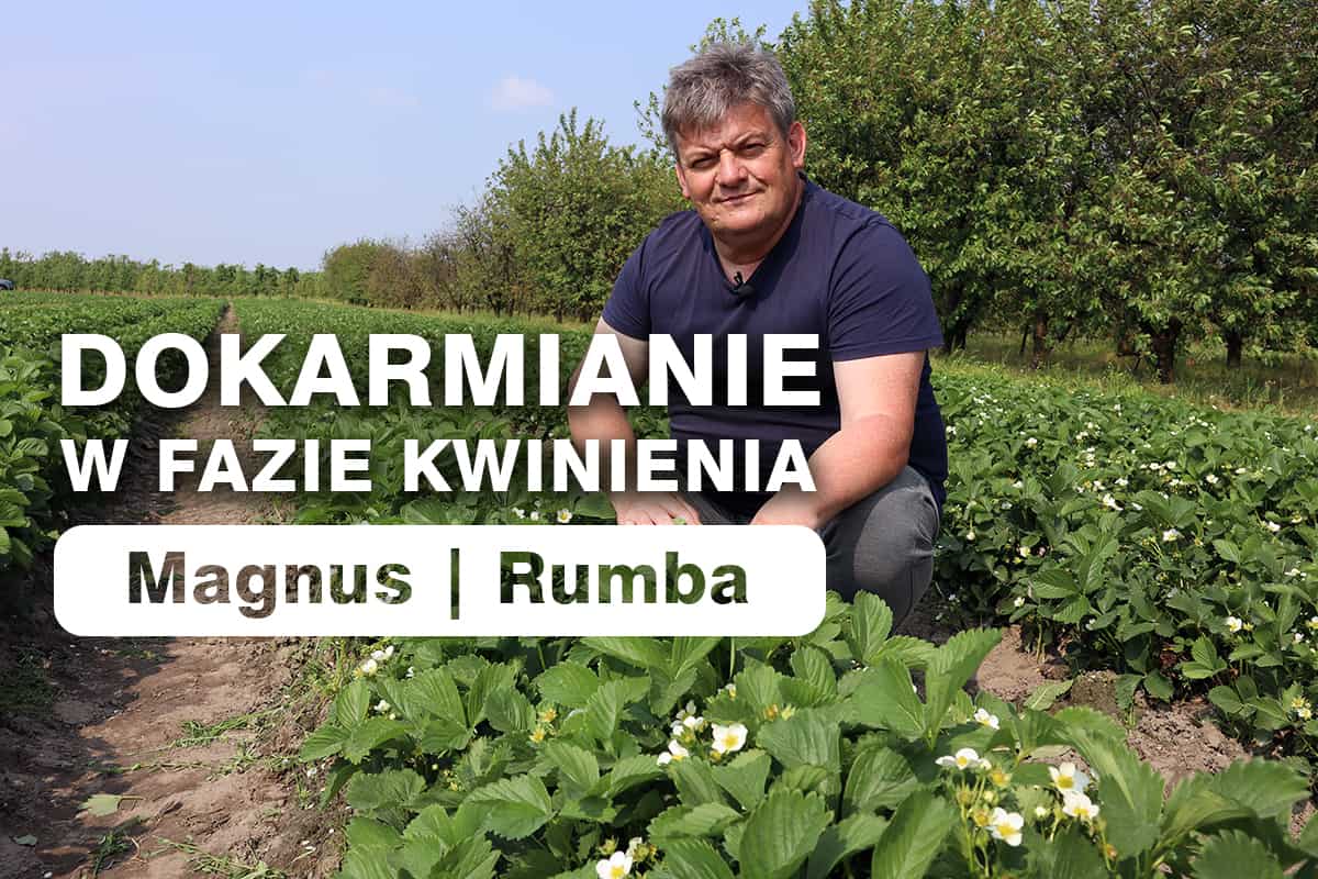 Dokarmianie truskawek w fazie kwitnienia - Zbyszek Marek