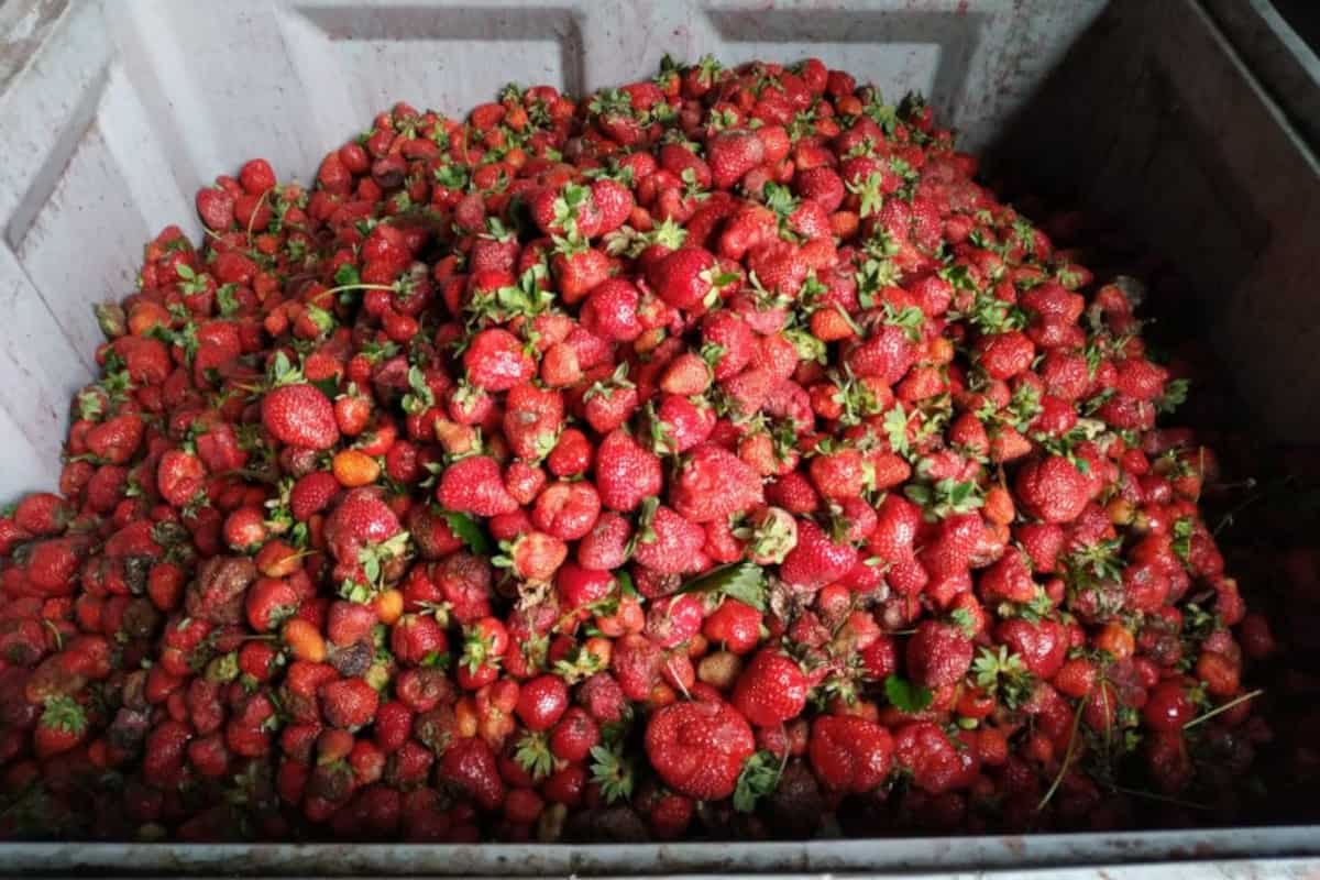 Szybka weryfikacja cen minimalnych skupu owoców