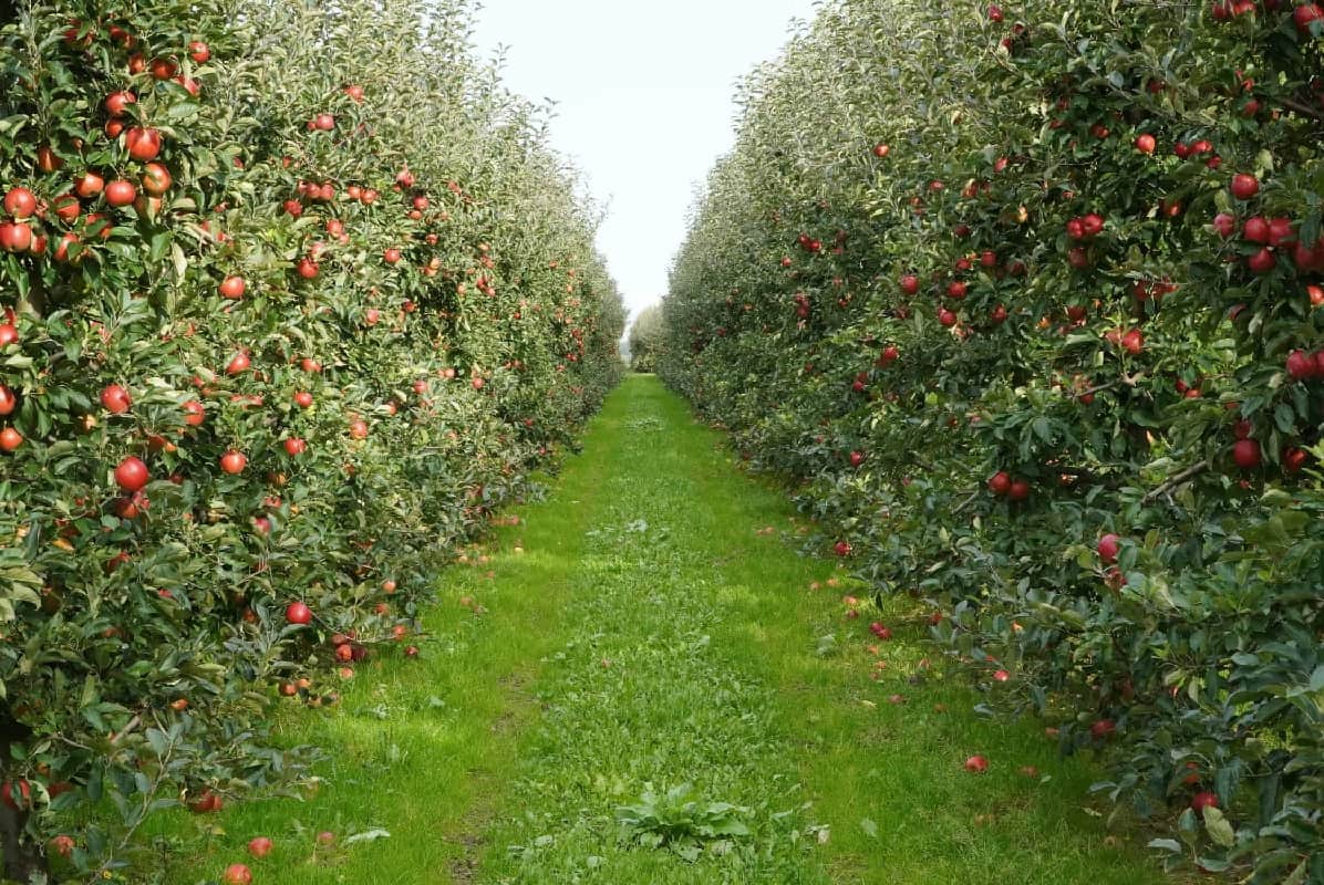 Nie tylko jabłka