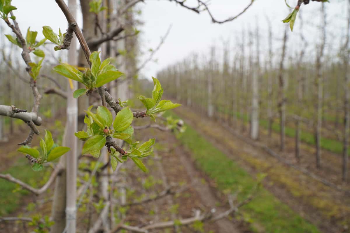 Nie tylko parch jest wyzwaniem 